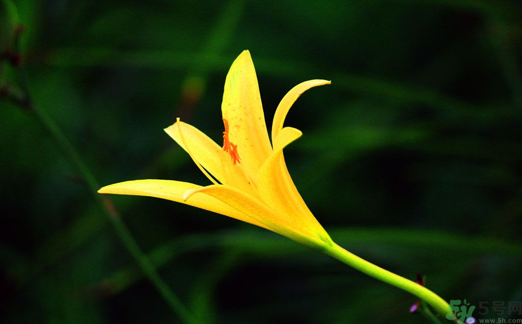 黃花菜可以治療抑郁癥嗎？?jī)蓢嶞S花菜治好了抑郁癥是真的嗎？