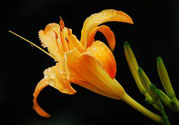 黃花菜可以治療抑郁癥嗎？兩噸黃花菜治好了抑郁癥是真的嗎？