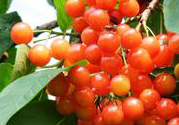 櫻桃是櫻花樹(shù)的過(guò)果實(shí)嗎?櫻桃是什么樹(shù)的果實(shí)?