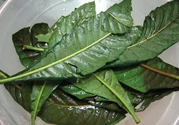 枇杷葉煮水能止咳嗎?枇杷葉煮水的功效與作用