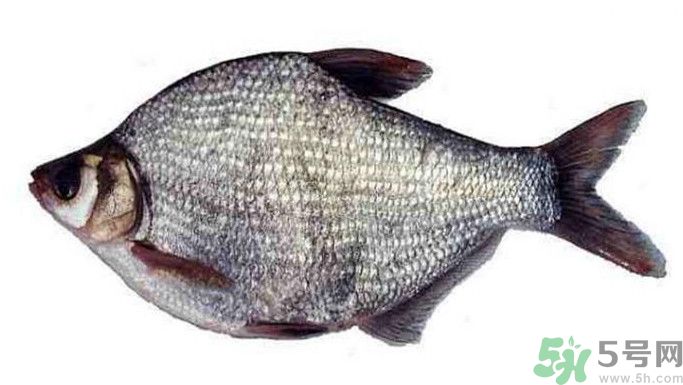武昌魚(yú)是鳊魚(yú)嗎？武昌魚(yú)和鳊魚(yú)區(qū)別哪個(gè)好吃？