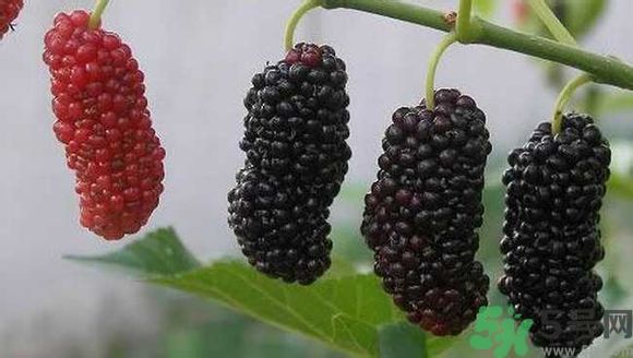 膽囊炎能吃桑葚嗎？膽囊炎吃桑葚好嗎？