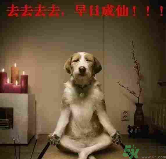 早餐吃面還是包子比較好？早餐吃包子和面健康嗎？