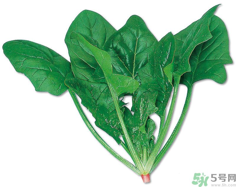 菠菜可以炒韭菜嗎？菠菜和韭菜一起吃怎么樣？
