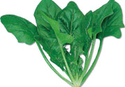 菠菜可以炒韭菜嗎？菠菜和韭菜一起吃怎么樣？