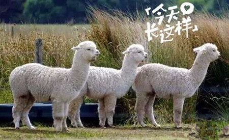 草泥馬是羊駝嗎？萌萌噠草泥馬居然被吃啦!