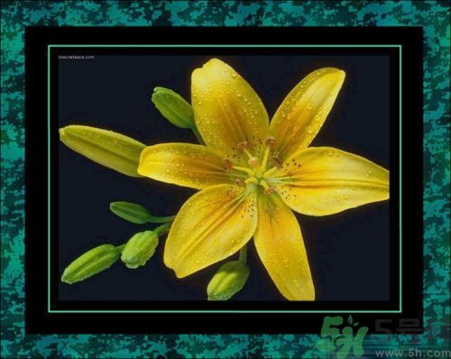 母親節(jié)送什么花好？母親節(jié)應該送什么鮮花？