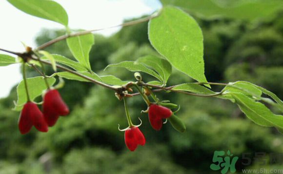 杈杷果好吃嗎？杈杷果的營(yíng)養(yǎng)價(jià)值與功效