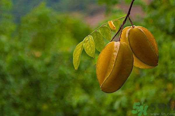 楊桃可以和橙子一起吃嗎？楊桃和橙子一起吃好嗎？