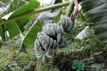 牛奶蕉是發(fā)物嗎？牛奶蕉是不是發(fā)物？