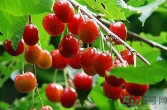 吃櫻桃拉肚子怎么辦？吃櫻桃拉肚子是怎么回事？