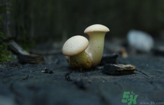 蘑菇有白毛能吃嗎？蘑菇上面長了一層白毛還能吃嗎？