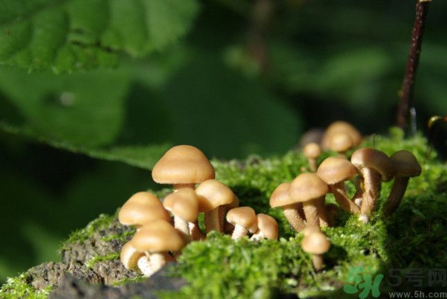 蘑菇有白毛能吃嗎？蘑菇上面長了一層白毛還能吃嗎？