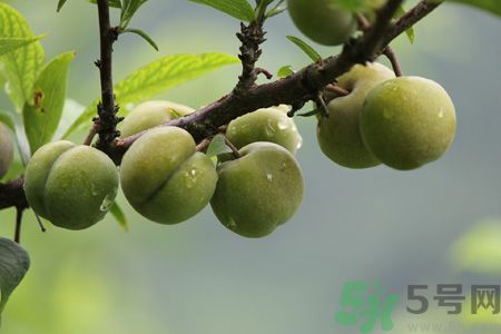 李子是熱性還是涼性？李子是涼性的嗎？
