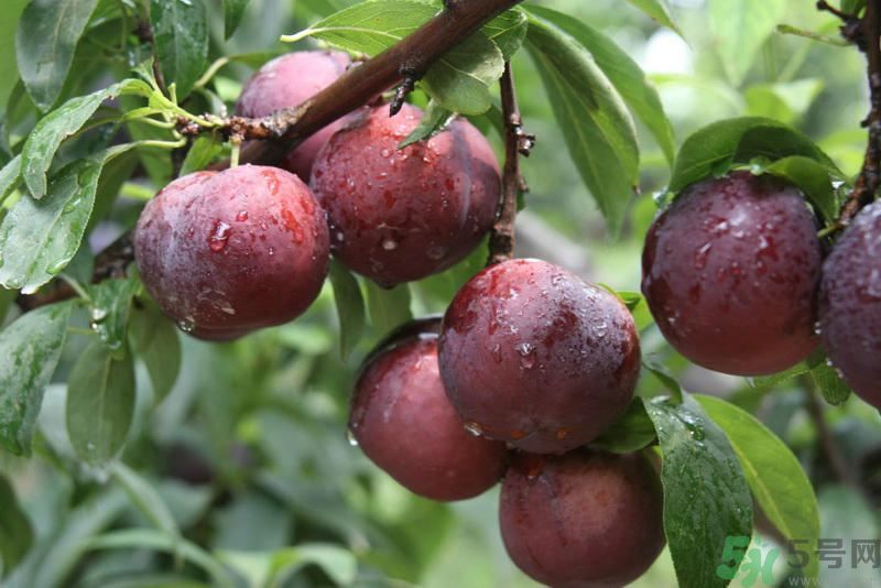 月經(jīng)期間可以吃李子嗎？月經(jīng)期間吃李子好嗎？