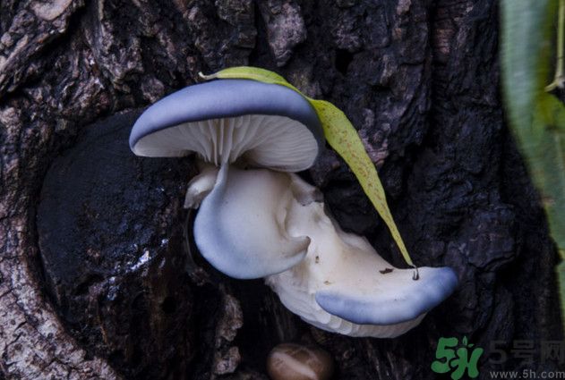 蘑菇能生吃嗎？蘑菇生吃會(huì)中毒嗎？