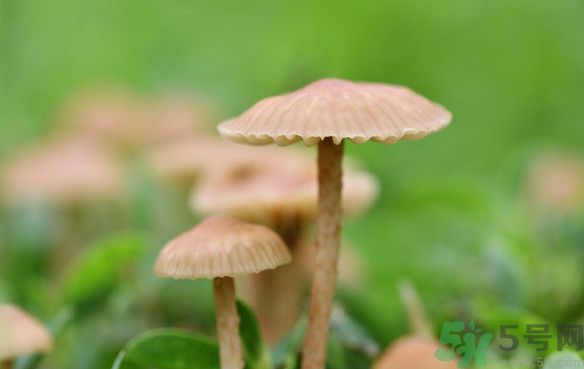 蘑菇能生吃嗎？蘑菇生吃會(huì)中毒嗎？