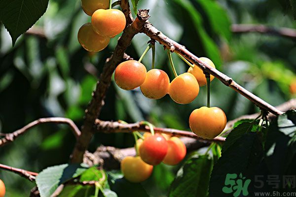 櫻桃枝能治療痛經(jīng)嗎？櫻桃枝的功效與作用