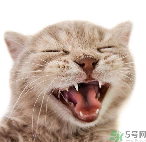 貓咪什么在時候換牙？貓咪換牙要注意什么？