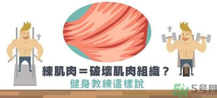 練肌肉會(huì)破壞肌肉組織嗎？練肌肉要注意什么呢？