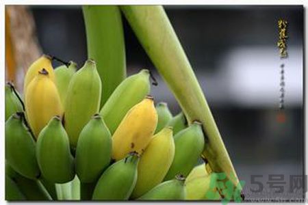 牛奶蕉可以減肥嗎？牛奶蕉怎么吃減肥？
