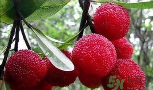 寶寶可以吃楊梅嗎？寶寶多大可以吃楊梅？