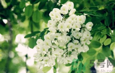 槐花怎么做好吃？槐花的做法有哪些？