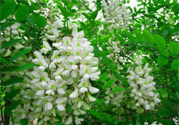 槐花怎么做好吃？槐花的做法有哪些？