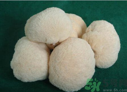 吃猴頭菇有什么好處？猴頭菇有什么營養(yǎng)價值？