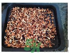 猴頭菇粉怎么做？猴頭菇餅干怎么做？