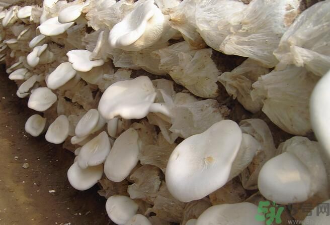 白靈菇和杏鮑菇有什么區(qū)別？白靈菇有什么營養(yǎng)價值？
