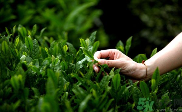 立夏喝什么茶好？立夏不能喝什么茶？