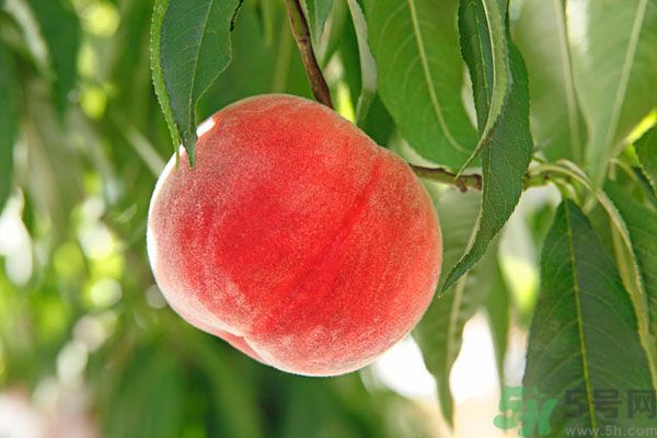 吃桃子會(huì)脹氣嗎？吃桃子注意事項(xiàng)有哪些？