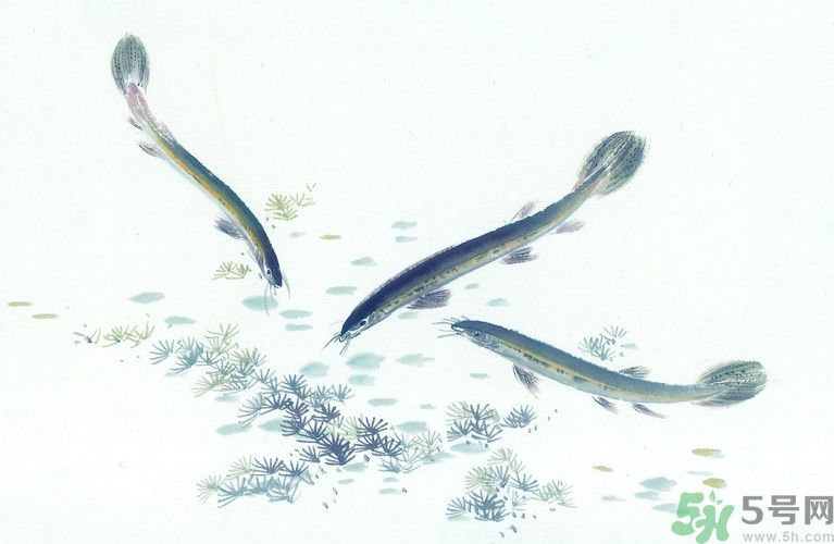 石斛和泥鰍能同吃嗎？石斛和泥鰍能一起吃嗎？