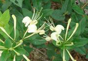 金銀花是開花的好還是不開花的好?