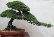 五針?biāo)伤汕蚰芘菥茊?？五針?biāo)伤汕蚺菥朴惺裁垂πВ?></a>
<p class=
