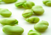 蠶豆是熱性還是涼性？蠶豆是熱性的嗎？