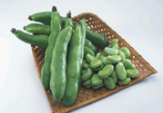 蠶豆是發(fā)物嗎？蠶豆是不是發(fā)物？