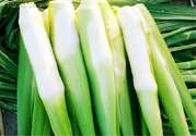 吃茭白有什么好處？吃茭白的好處是什么？
