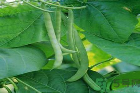 四季豆沒熟吃了會中毒嗎？吃四季豆中毒了怎么辦？