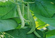 孕婦可以吃四季豆嗎？孕婦吃四季豆好嗎？