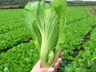 芥菜與鯽魚可以一起吃嗎？芥菜和鯽魚一起吃好不好？