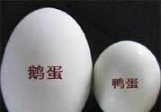 鵝蛋和鴨蛋哪個好？鵝蛋和鴨蛋哪個清火效果好？