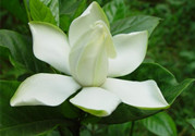 喝梔子花茶有什么好處?梔子花茶的功效與作用