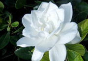 梔子花可以泡水喝嗎?梔子花泡水喝的功效