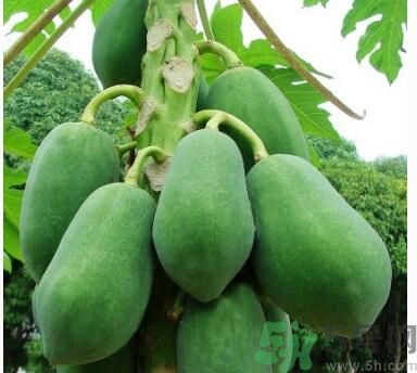 吃青木瓜可以減肥嗎？吃青木瓜有什么好處？
