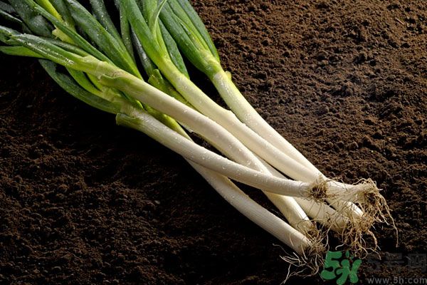 夏天上火能吃蔥嗎？夏天吃蔥會(huì)不會(huì)上火？