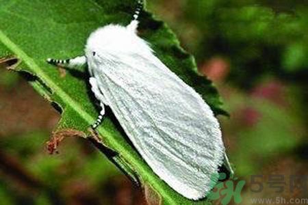 為什么15-25號(hào)不要曬被子？什么是美國(guó)白蛾？