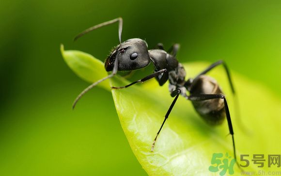 家里有螞蟻怎么辦？驅(qū)除螞蟻的方法是什么？
