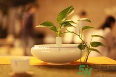 孕婦可以喝米茶嗎？懷孕可以喝米茶嗎？